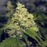 семена конопли интернет магазин Moby Dick feminised Green House Seeds семена конопли интернет магазин Moby Dick feminised Green House Seeds