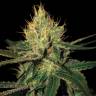 заказать качественные семена конопли Cannalope Haze regular DNA Genetics заказать качественные семена конопли Cannalope Haze regular DNA Genetics