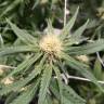 семена конопли с доставкой Master Kush feminised Humboldt Seeds семена конопли с доставкой Master Kush feminised Humboldt Seeds
