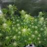 мощные семена конопли Master Kush feminised Humboldt Seeds мощные семена конопли Master Kush feminised Humboldt Seeds