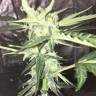 Auto Big Devil #2 feminised Sweet Seeds Auto Big Devil #2 feminised Sweet Seeds