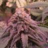 семена конопли наложенным платежом Ice Cool feminised Sweet Seeds семена конопли наложенным платежом Ice Cool feminised Sweet Seeds