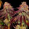 Семена каннабиса Auto Mimosa feminised GanjaSeeds купить  Семена каннабиса Auto Mimosa feminised GanjaSeeds купить