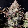 Семена каннабиса Auto Mimosa feminised GanjaSeeds заказать  Семена каннабиса Auto Mimosa feminised GanjaSeeds заказать