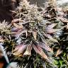Семена каннабиса Auto Mimosa feminised GanjaSeeds недорого  Семена каннабиса Auto Mimosa feminised GanjaSeeds недорого