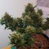 заказ семян конопли Auto Big Devil regular заказ семян конопли Auto Big Devil regular