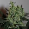 семена конопли феминизированные Ladyburn 1974 feminised Green House Seeds семена конопли феминизированные Ladyburn 1974 feminised Green House Seeds