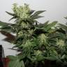 качественные семена конопли Ladyburn 1974 feminised Green House Seeds качественные семена конопли Ladyburn 1974 feminised Green House Seeds