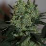 семена сортовой конопли Ladyburn 1974 feminised Green House Seeds семена сортовой конопли Ladyburn 1974 feminised Green House Seeds