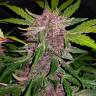 семена конопли автоцвет Auto Crystal Meth feminised Fast Buds семена конопли автоцвет Auto Crystal Meth feminised Fast Buds