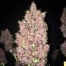 хорошие семена конопли Auto Crystal Meth feminised Fast Buds хорошие семена конопли Auto Crystal Meth feminised Fast Buds