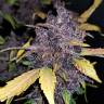 конопля семена сорта заказать Auto Crystal Meth feminised Fast Buds конопля семена сорта заказать Auto Crystal Meth feminised Fast Buds