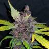 семена конопли курьером Auto Crystal Meth feminised Fast Buds семена конопли курьером Auto Crystal Meth feminised Fast Buds