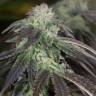 семена конопли в фирменной упаковке OG Kush feminised Humboldt Seeds семена конопли в фирменной упаковке OG Kush feminised Humboldt Seeds