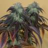 семена конопли феминизированные OG Kush feminised Humboldt Seeds семена конопли феминизированные OG Kush feminised Humboldt Seeds