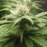 семена индийской конопли Original Cheese feminised Paradise Seeds семена индийской конопли Original Cheese feminised Paradise Seeds