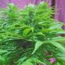 заказ семян конопли Спб Original Cheese feminised Paradise Seeds заказ семян конопли Спб Original Cheese feminised Paradise Seeds