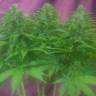 семена конопли Россия Original Cheese feminised Paradise Seeds семена конопли Россия Original Cheese feminised Paradise Seeds