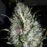 семена конопли Россия Royal Gorilla feminised Royal Queen