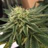 заказать на сайте семена конопли Indigo Berry Kush feminised Sweet Seeds заказать на сайте семена конопли Indigo Berry Kush feminised Sweet Seeds