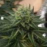 где можно заказать семена конопли Indigo Berry Kush feminised Sweet Seeds где можно заказать семена конопли Indigo Berry Kush feminised Sweet Seeds