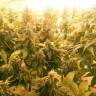 Pablo Escobar feminised Ganja Seeds Pablo Escobar feminised Ganja Seeds