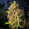 Pablo Escobar feminised Ganja Seeds Pablo Escobar feminised Ganja Seeds