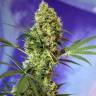 семена конопли с доставкой Auto Hell's Angel OG feminised
 семена конопли с доставкой Auto Hell's Angel OG feminised