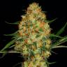 семена конопли для выращивания Auto Hindu Kush feminised семена конопли для выращивания Auto Hindu Kush feminised