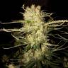 семена конопли гидропоники Auto OG Kush feminised семена конопли гидропоники Auto OG Kush feminised