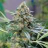 семена конопли интернет магазин Auto OG Kush feminised семена конопли интернет магазин Auto OG Kush feminised