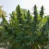 Hollands Hope feminised Dutch Passion Seeds Hollands Hope feminised Dutch Passion Seeds