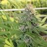 Hollands Hope feminised Dutch Passion Seeds Hollands Hope feminised Dutch Passion Seeds