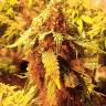 конопля семена сорта заказать LA Cannalope regular DNA Genetics конопля семена сорта заказать LA Cannalope regular DNA Genetics