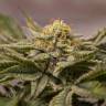 урожайные семена конопли OGKZ feminised Humboldt Seeds урожайные семена конопли OGKZ feminised Humboldt Seeds