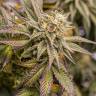 семена конопли в оригинальных упаковках OGKZ feminised Humboldt Seeds семена конопли в оригинальных упаковках OGKZ feminised Humboldt Seeds