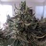 мощные семена конопли Auto Swiss Cheese feminised Nirvana Seeds мощные семена конопли Auto Swiss Cheese feminised Nirvana Seeds