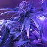 заказ семян конопли Shining Silver Haze feminised Royal Queen заказ семян конопли Shining Silver Haze feminised Royal Queen