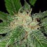 семена конопли курьером Jack 47 F1 Fast Version feminised Sweet Seeds семена конопли курьером Jack 47 F1 Fast Version feminised Sweet Seeds