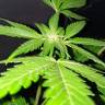 семена конопли Россия Jack 47 F1 Fast Version feminised Sweet Seeds семена конопли Россия Jack 47 F1 Fast Version feminised Sweet Seeds