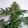 Семена марихуаны Auto Mohan Ram feminised Ganja Seeds Семена марихуаны Auto Mohan Ram feminised Ganja Seeds