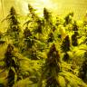 Семена конопли Auto Mohan Ram feminised Ganja Seeds Семена конопли Auto Mohan Ram feminised Ganja Seeds