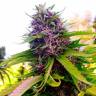 Havok feminised GanjaVIP Seeds Havok feminised GanjaVIP Seeds