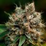 Havok feminised GanjaVIP Seeds Havok feminised GanjaVIP Seeds