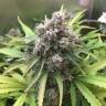 Havok feminised GanjaVIP Seeds Havok feminised GanjaVIP Seeds