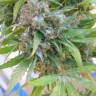 где заказать семена конопли Arjan's Haze 3 feminised Green House Seeds где заказать семена конопли Arjan's Haze 3 feminised Green House Seeds