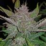 семена культурной конопли купить Auto Cream Cookies feminised Fast Buds