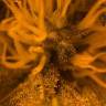 семена конопли Pineapple Skunk feminised Humboldt Seeds семена конопли Pineapple Skunk feminised Humboldt Seeds