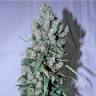 семена конопли для посадки купить Jack 47 feminised Sweet Seeds семена конопли для посадки купить Jack 47 feminised Sweet Seeds
