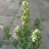 Семена марихуаны оптом Auto Blow Mind feminised Ganja Seeds Семена марихуаны оптом Auto Blow Mind feminised Ganja Seeds